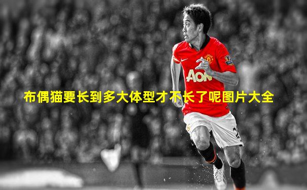 布偶猫要长到多大体型才不长了呢图片大全