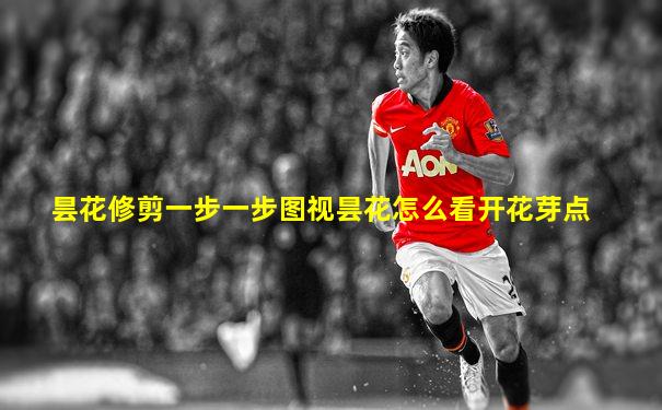 昙花修剪一步一步图视昙花怎么看开花芽点